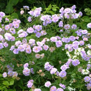 Snaputis 'Summer Skies' - Image 2