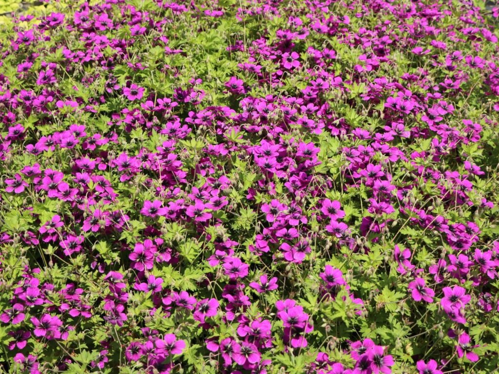 Snaputis 'Dragon Heart'