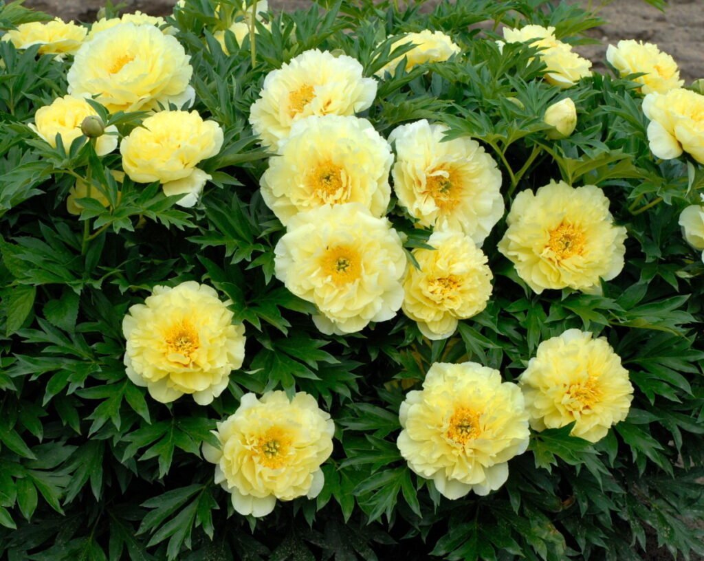 Bijūnas 'Bartzella'