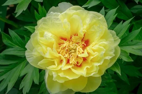 Bijūnas 'Bartzella'
