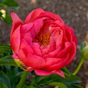 Bijūnas 'Coral Charm' - Image 3