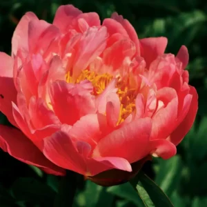 Bijūnas 'Coral Charm' - Image 2