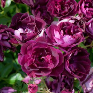 Rožė floribundinė 'Burgundy Ice' - Image 2