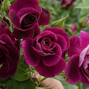 Rožė floribundinė 'Burgundy Ice' - Image 3