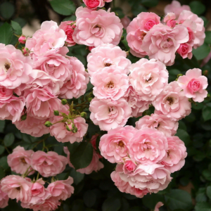 Rožė floribundinė 'Bonica' - Image 3