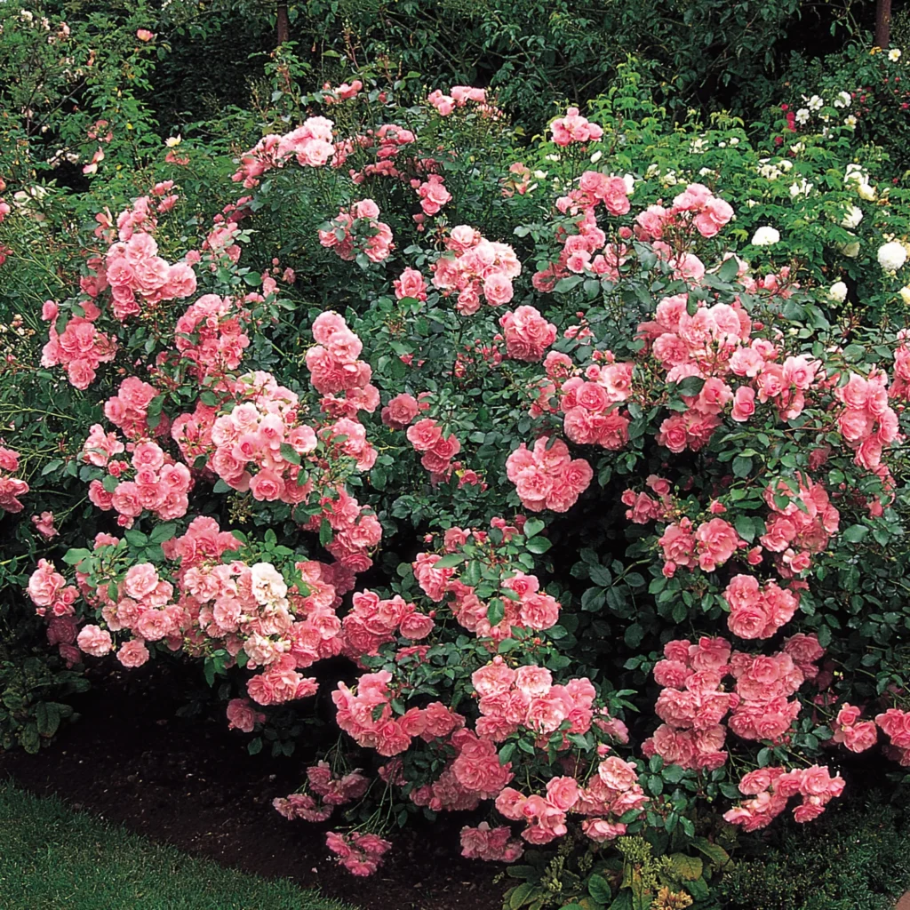Rožė floribundinė 'Bonica'