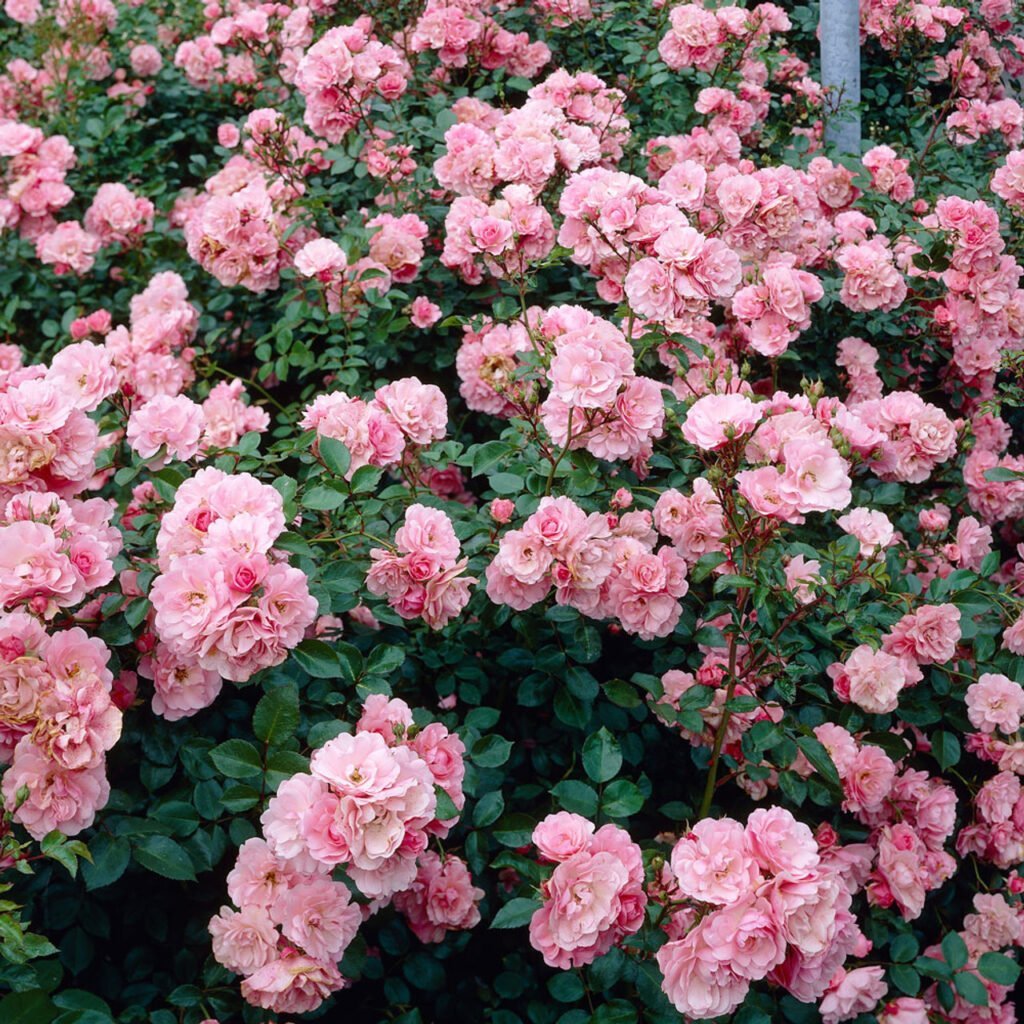 Rožė floribundinė 'Bonica'