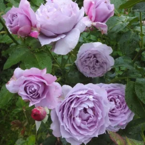 Rožė floribundinė 'Novalis' - Image 3