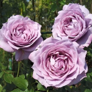 Rožė floribundinė 'Novalis' - Image 2