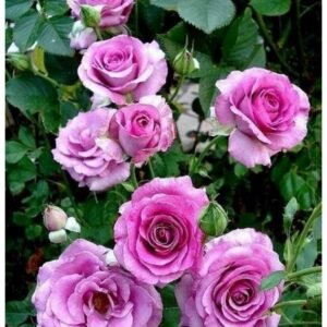 Rožė arbatinė - hibridinė 'Violette Parfumee' - Image 2