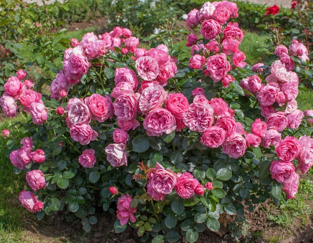 Rožė floribundinė 'Leonardo Da Vinci'