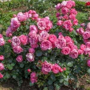 Rožė floribundinė 'Leonardo Da Vinci'