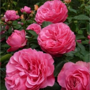 Rožė floribundinė 'Leonardo Da Vinci' - Image 2