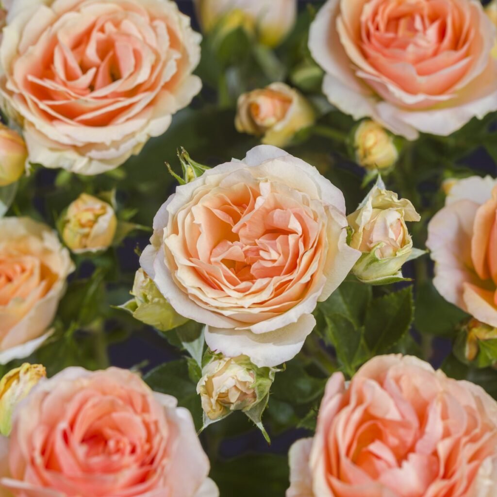 Rožė floribundinė 'Caerphilly Castle'