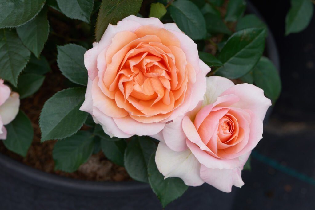 Rožė floribundinė 'Caerphilly Castle'