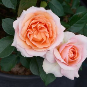 Rožė floribundinė 'Caerphilly Castle' - Image 2