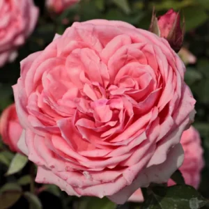 Rožė floribundinė 'Kimono' - Image 2