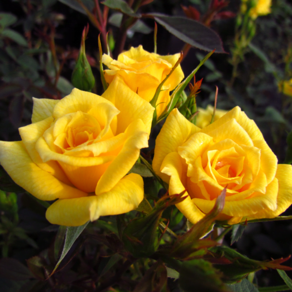 Vijoklinė rožė 'Golden Perfume' - Image 2