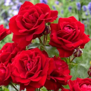 Rožė floribundinė 'Nina Weibull' - Image 2