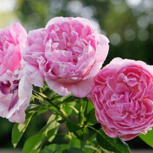Angliška krūminė rožė 'Mary Rose' - Image 2