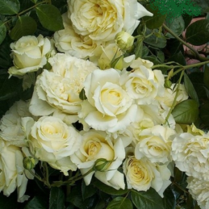 Vijoklinė rožė 'Elfe' - Image 2