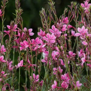 Gaura 'Pink'