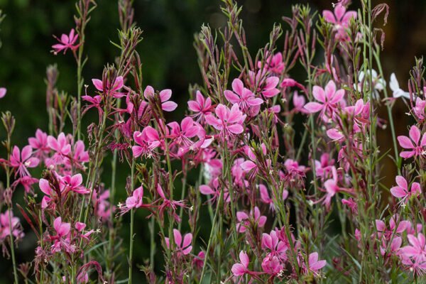 Gaura 'Pink'