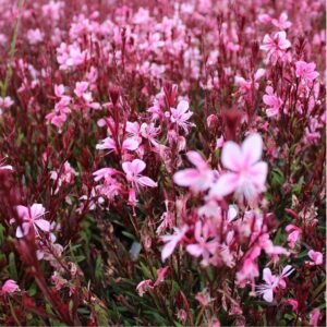 Gaura 'Pink' - Image 2