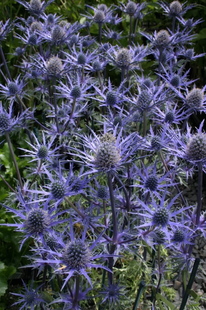 Zunda plokščialapė 'Lapis Blue'