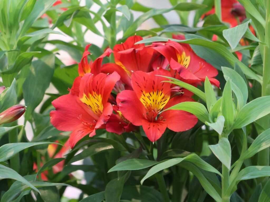 Alstromerija 'Little Miss Tara'