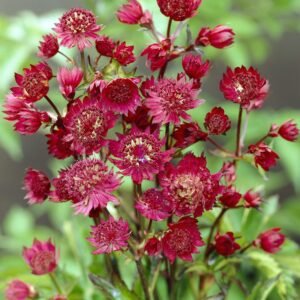 Astrancija didžioji 'Ruby Wedding' - Image 2