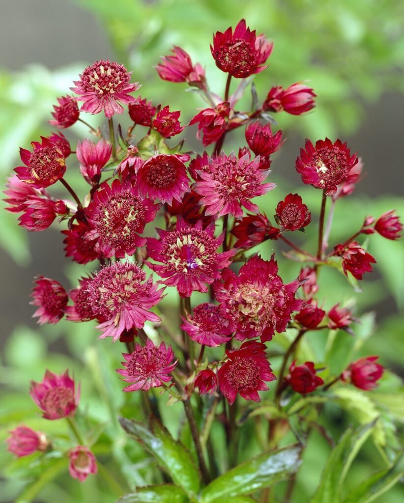 Astrancija didžioji 'Ruby Wedding'