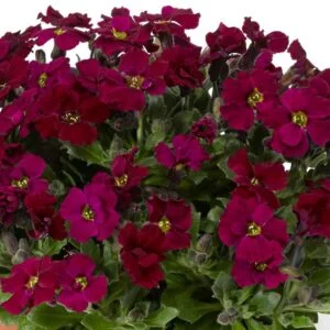 Aubretė 'Axcent Burgundy'