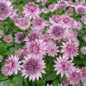 Astrancija didžioji 'Roma' - Image 2