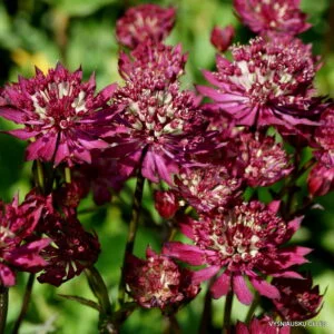 Astrancija didžioji 'Claret'