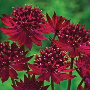 Astrancija didžioji 'Claret' - Image 2