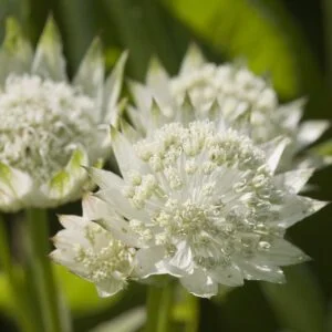 Astrancija didžioji 'White Angel'