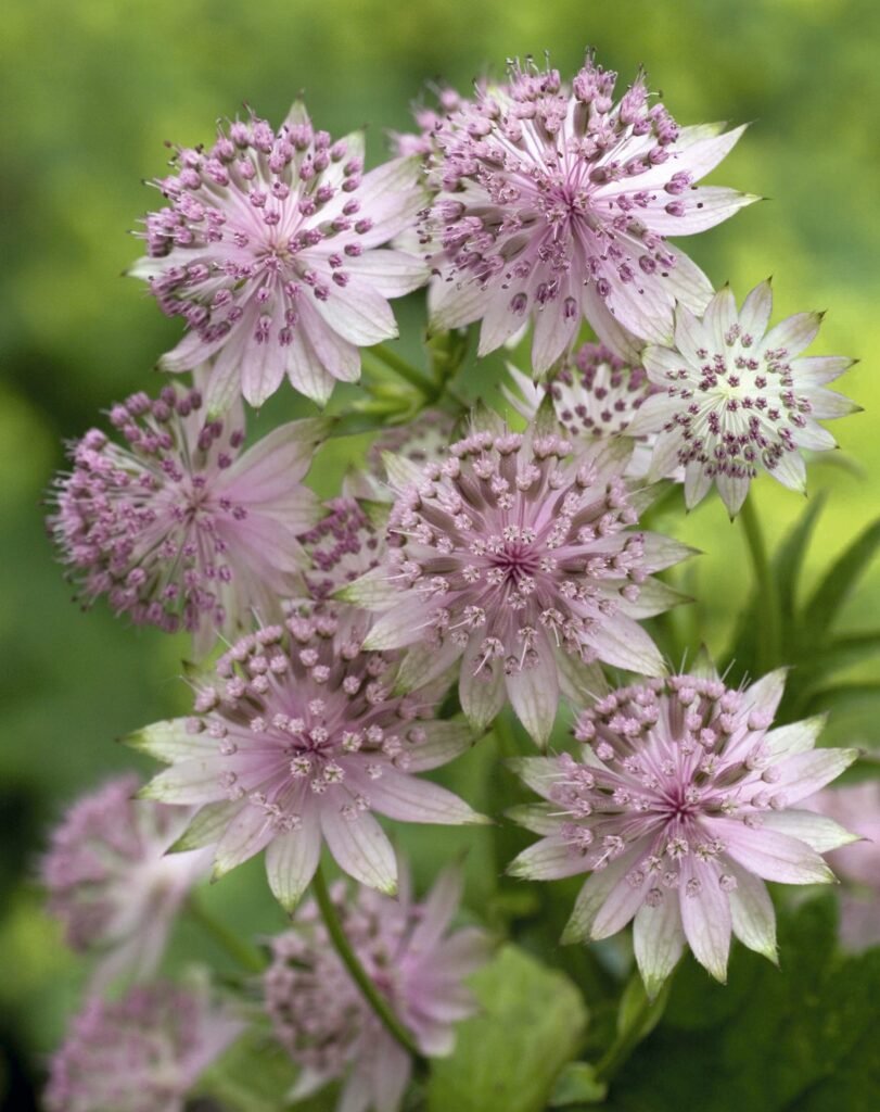 Astrancija didžioji 'Buckland'