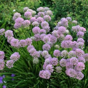 Česnakas 'Summer Beauty' - Image 2
