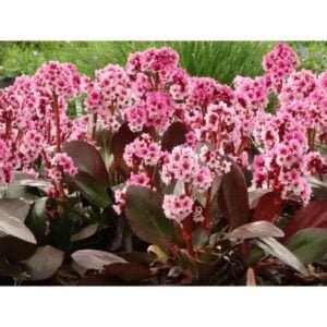Bergenija 'Pink Dragonfly' - Image 2