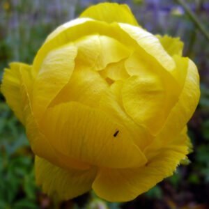 Burbulis 'Lemon Queen' - Image 2