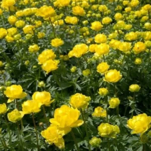 Burbulis 'Lemon Queen' - Image 3