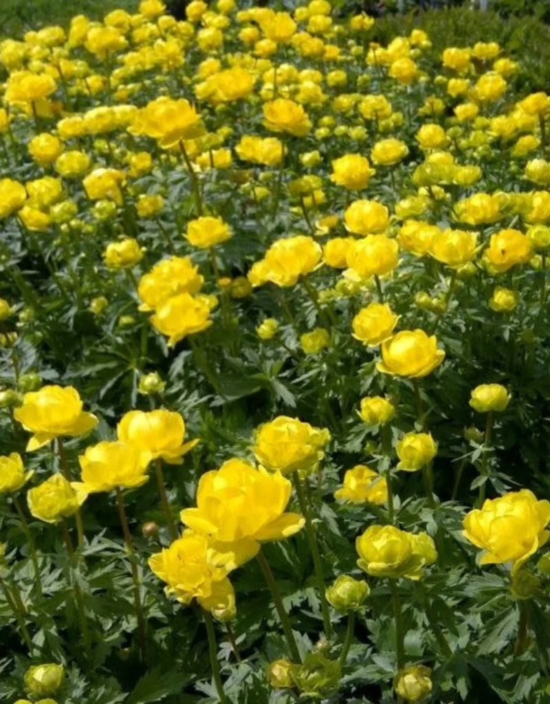 Burbulis 'Lemon Queen'
