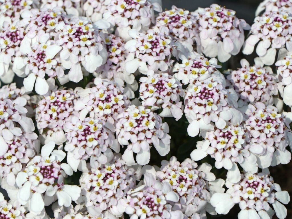 Rudgrūdėlė 'Pink Ice'
