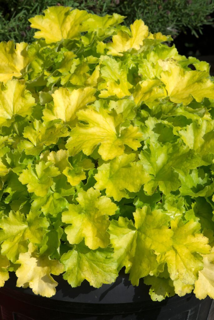 Alūnė 'Lemon Love'