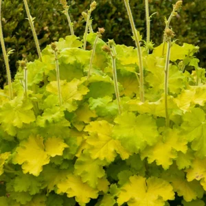 Alūnė 'Lemon Love' - Image 2