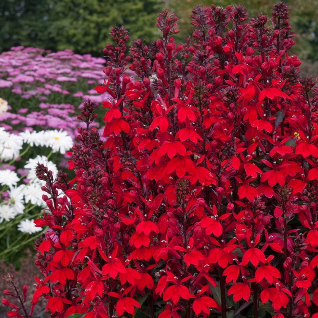 Lobelija 'Starship Scarlet'