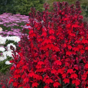 Lobelija 'Starship Scarlet' - Image 2