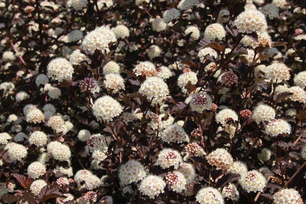Pūslenis putinalapis 'Atropurpurea'