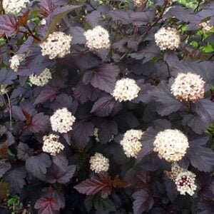Pūslenis putinalapis 'Atropurpurea' - Image 2